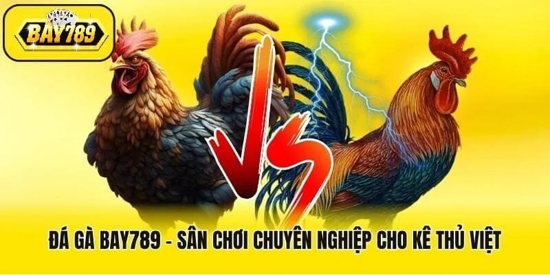 Đá gà Bay789 – Sân chơi dành cho kê thủ Việt